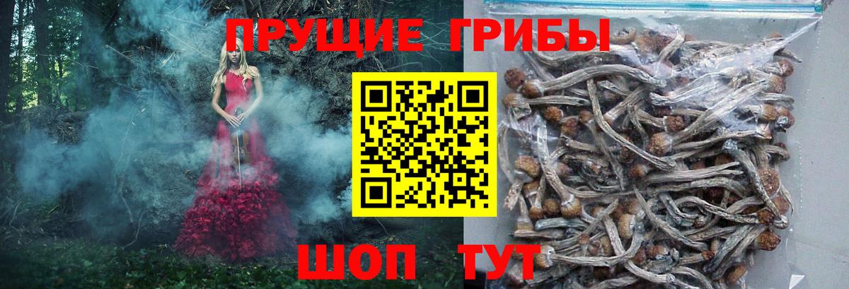 Псилоцибиновые грибы GOLDEN TEACHER Мелеуз